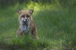 2200 Fotograf  Ulrik Andersson  -  Little fox  